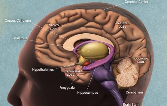 Красное мясо может повышать риск болезни Альцгеймера