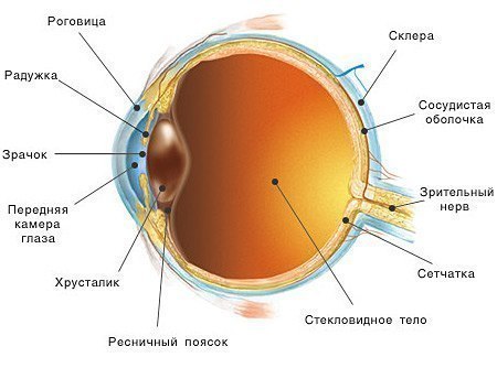 Строение глаза. 