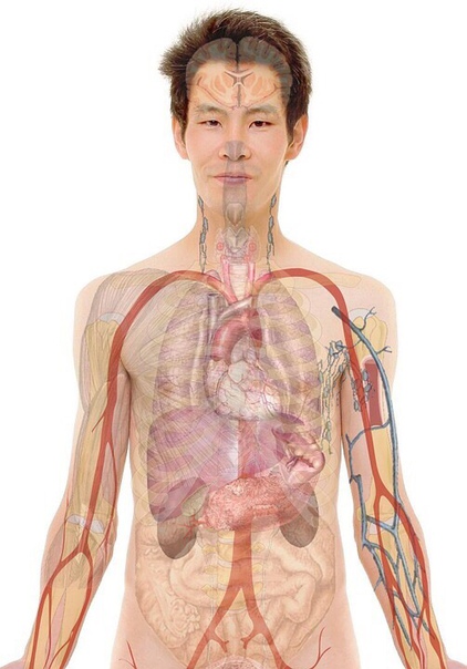 Internal organs – внутренние органы.