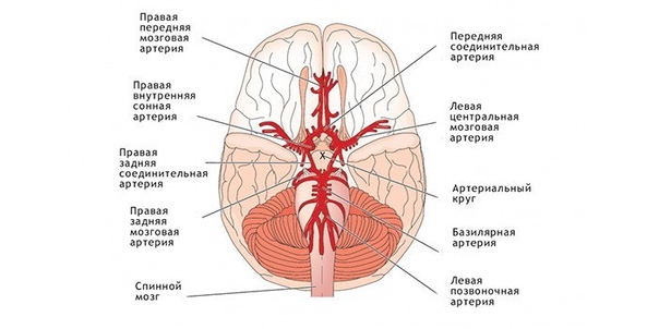 Виллизиев круг — артериальный круг головного мозга, расположенный в основании головного мозга и обеспечивающий компенсацию недостаточности кровоснабжения за счет перетока из других сосудистых бассейнов. Назван в честь английского врача Томаса Уиллиса. В норме составляющие Виллизиев круг сосуды образуют на основании мозга замкнутую систему. 