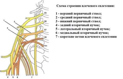 Плечевое сплетение, его ветви, области иннервации.