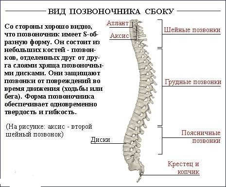 Как исправить осанку (силовые упражнения)