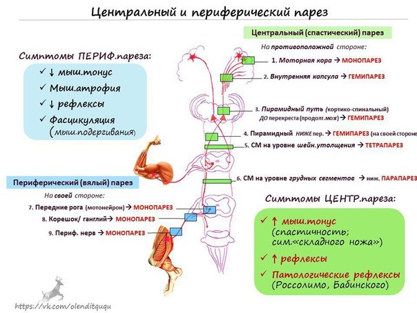 К экзамену и не только!