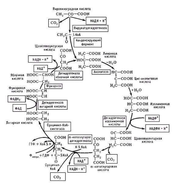 Цикл Кребса.