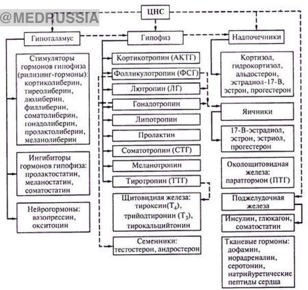 Гормоны, виды гормонов и их влияние на организм