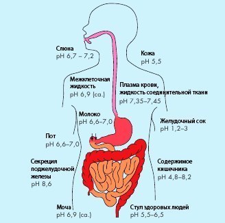 Кислотно-щелочной баланс в жизни сыроеда!