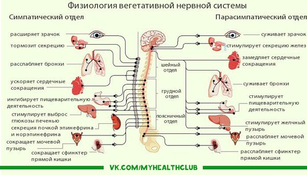 Как вылечить вегетососудистую дистонию (ВСД) – эффективные средства: