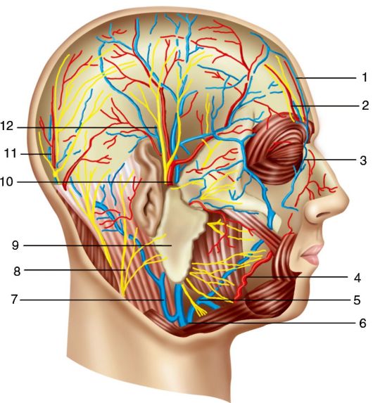 Поверхностные сосуды и нервы височной области: 