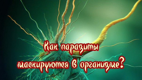 КАК ПАРАЗИТЫ МАСКИРУЮТСЯ В ОРГАНИЗМЕ. 