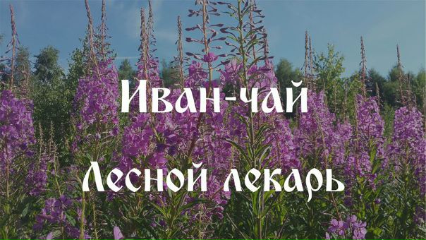 Иван-чай (кипрей, он же копорский чай) в старину еще пользовался большим спросом, ведь с помощью него лечили даже тяжелые недуги. 