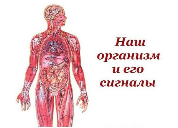 НАШ ОРГАНИЗМ И ЕГО СИГНАЛЫ 