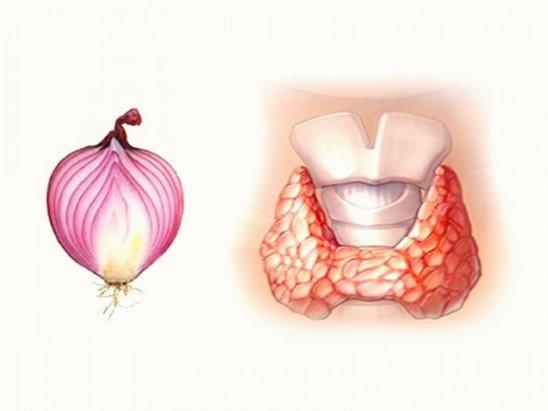 ЦЕЛЕБНЫЙ ЛУК 