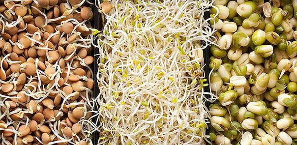 ПРОРОСТКИ ЛЬНА — ВАШ ЛИЧНЫЙ ГАСТРОЭНТЕРОЛОГ 