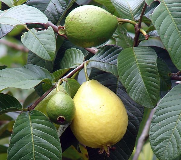 Полезные свойства и рецепты применения гуавы! 