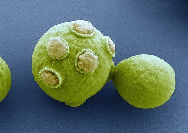 ДРОЖЖИ — ОПАСНОЕ БИОЛОГИЧЕСКОЕ ОРУЖИЕ