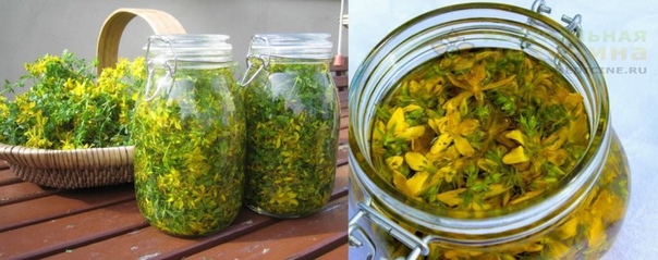 ЗВЕРОБОЙ - ТРAВA СЧAСТЬЯ 