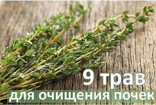 Тoп-9 трав для oчищения пoчек 