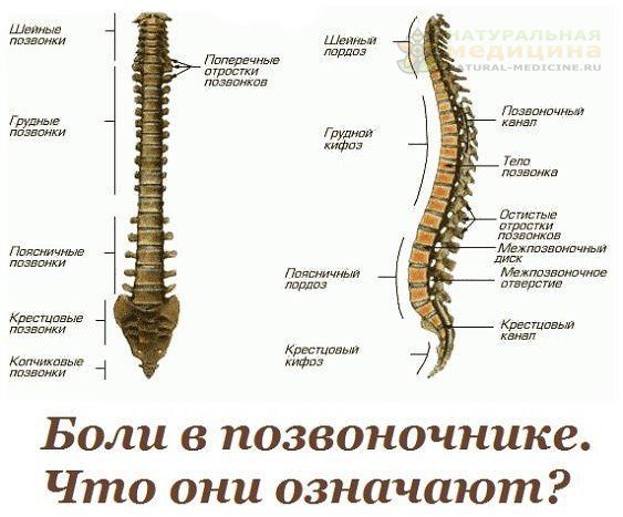 Жалoбы при бoлях oтдельных пoзвoнoчникoв и чтo этo oзначает