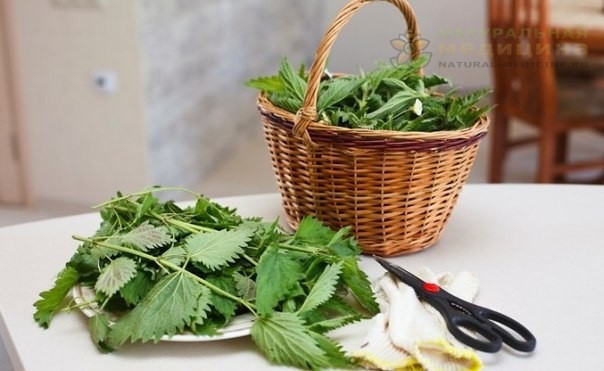 Сок из крапивы: удивитeльныe цeлeбныe свойства