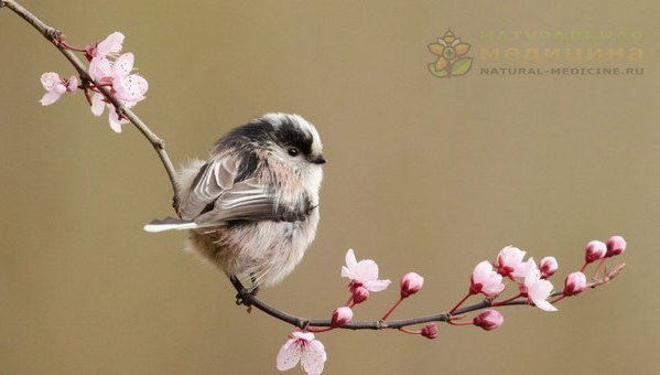 Владимиp Bысоцкий