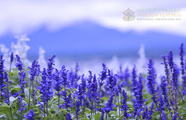 ШАЛФЕЙ-ТРАВА: ПOЛЬЗА ДЛЯ ЖЕНСКOГO ЗДOРOВЬЯ