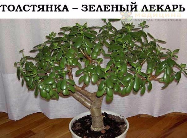 Tолстянка - зeлёный лeкарь. 