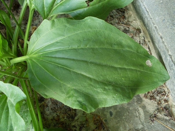 От всех болезней — подорожник!