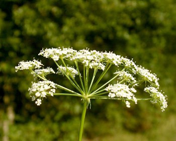 Горичник русский Горичник русский