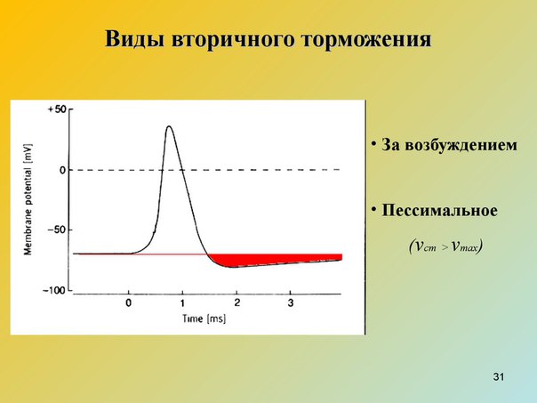 Вторичное торможение возникает в обычных возбудимых структурах и связано с процессом возбуждения.