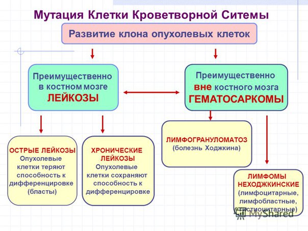 Гемобластозы — это опухоли, возникающие из кроветворных клеток. 