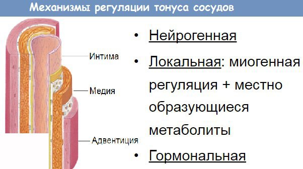 Сосудистый тонус - состояние напряжения стенки сосуда. Стенка сосуда сохраняет свою форму и препятствует растяжению кровью - нет сосуда без сосудистого тонуса. 