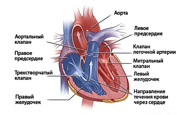 Пороки сердца и беременность