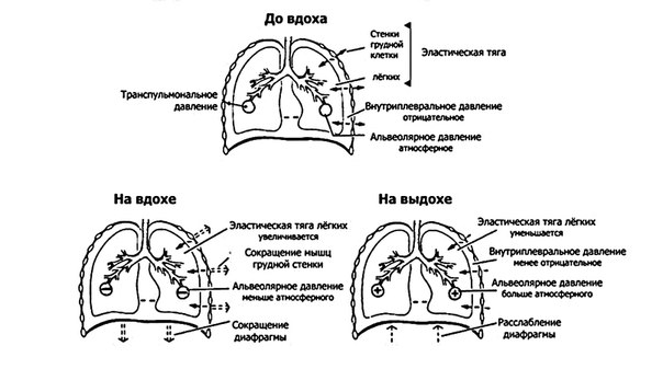 Дыхательный цикл состоит из 3-х фаз: 