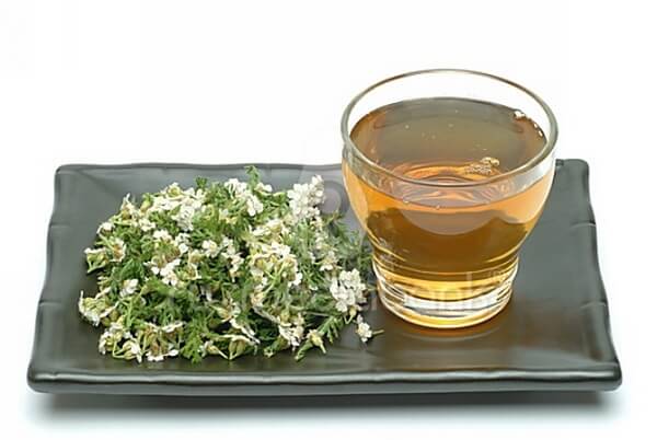 Тысячелистник обыкновенный: 