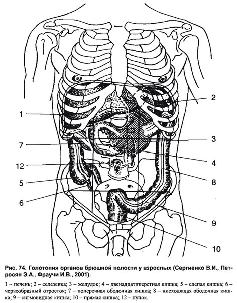 Расположение внутренних органов человека в брюшной полости фото с описанием