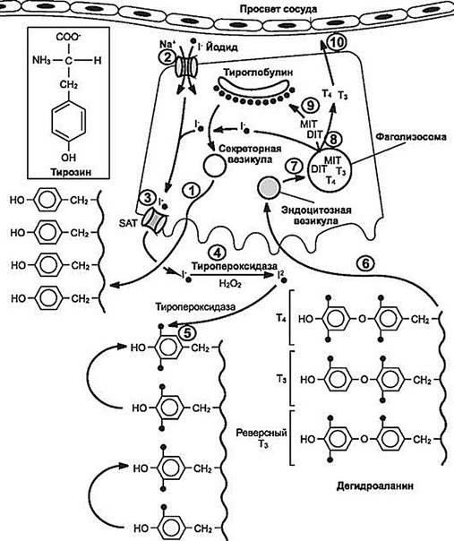 Синтез тиреоидных гормонов схема