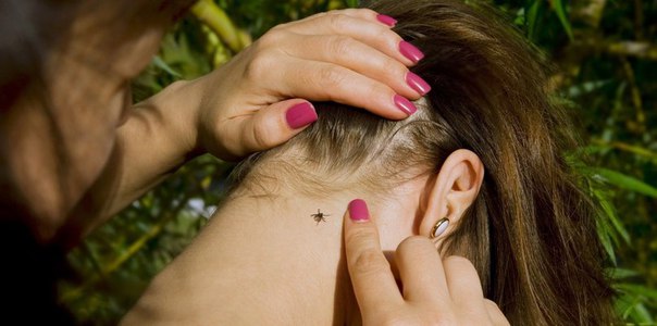 Что делать, если укусил клещ 