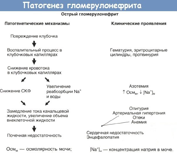 Патогенез гломерулонефрита