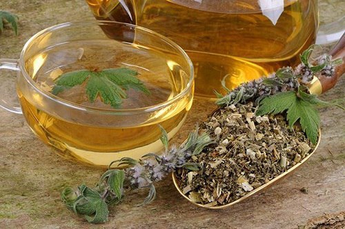 Пустырник - все лекарства в одном растении ! 