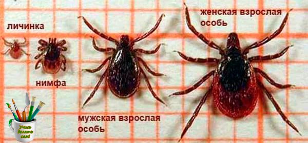 КЛЕЩИ: УКУС КЛЕЩА, СИМПТОМЫ, ПРИВИВКИ И СРЕДСТВА ОТ КЛЕЩЕЙ