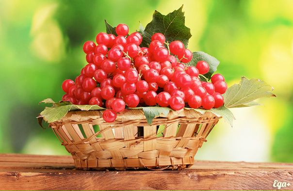 Калина: чем полезна и кому противопоказана 