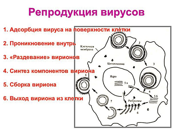 Репродукция вирусов 