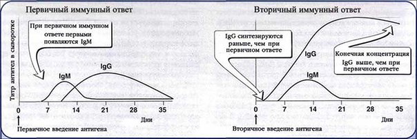 Антителообразование: первичный и вторичный от­вет. 