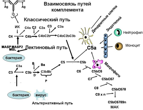 Комплемент