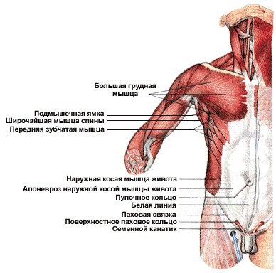 Белая линия живота. 
