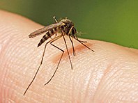 Американские вирусологи собираются полностью уничтожить опасных москитов