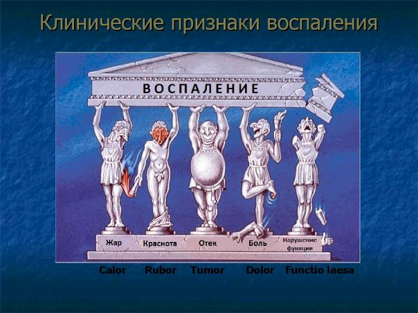Воспаление – это комплексная защитная стромально-сосудистая реакция организма в ответ на действие патологического фактора. 