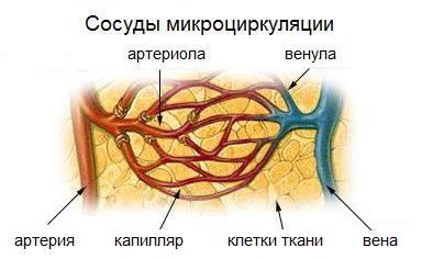 Артериолы — мелкие артерии, по току крови непосредственно предшествующие капиллярам. Характерная их особенность — преобладание в сосудистой стенке гладкомышечного слоя, благодаря которому артериолы могут активно менять величину своего просвета и, таким образом, сопротивление. Участвуют в регуляции общего периферического сосудистого сопротивления (ОПСС). 