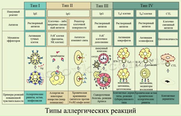 Аллергия (от греч. alios – «другой», иной, ergon – «действие») – это типовой иммунопатологический процесс, возникающий на фоне воздействия антигена-аллергена на организм с качественно измененной иммунологической реактивностью и сопровождающийся развитием гиперергических реакций и повреждением тканей. Различают аллергические реакции немедленного и замедленного типа (соответственно гуморальные и клеточные реакции). За развитие аллергических реакций гуморального типа ответственны аллергические антитела. Для проявления клинической картины аллергической реакции необходимо, по крайней мере, два контакта организма с антигеном-аллергеном. 