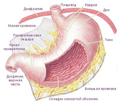 Желудок, железы желудка 